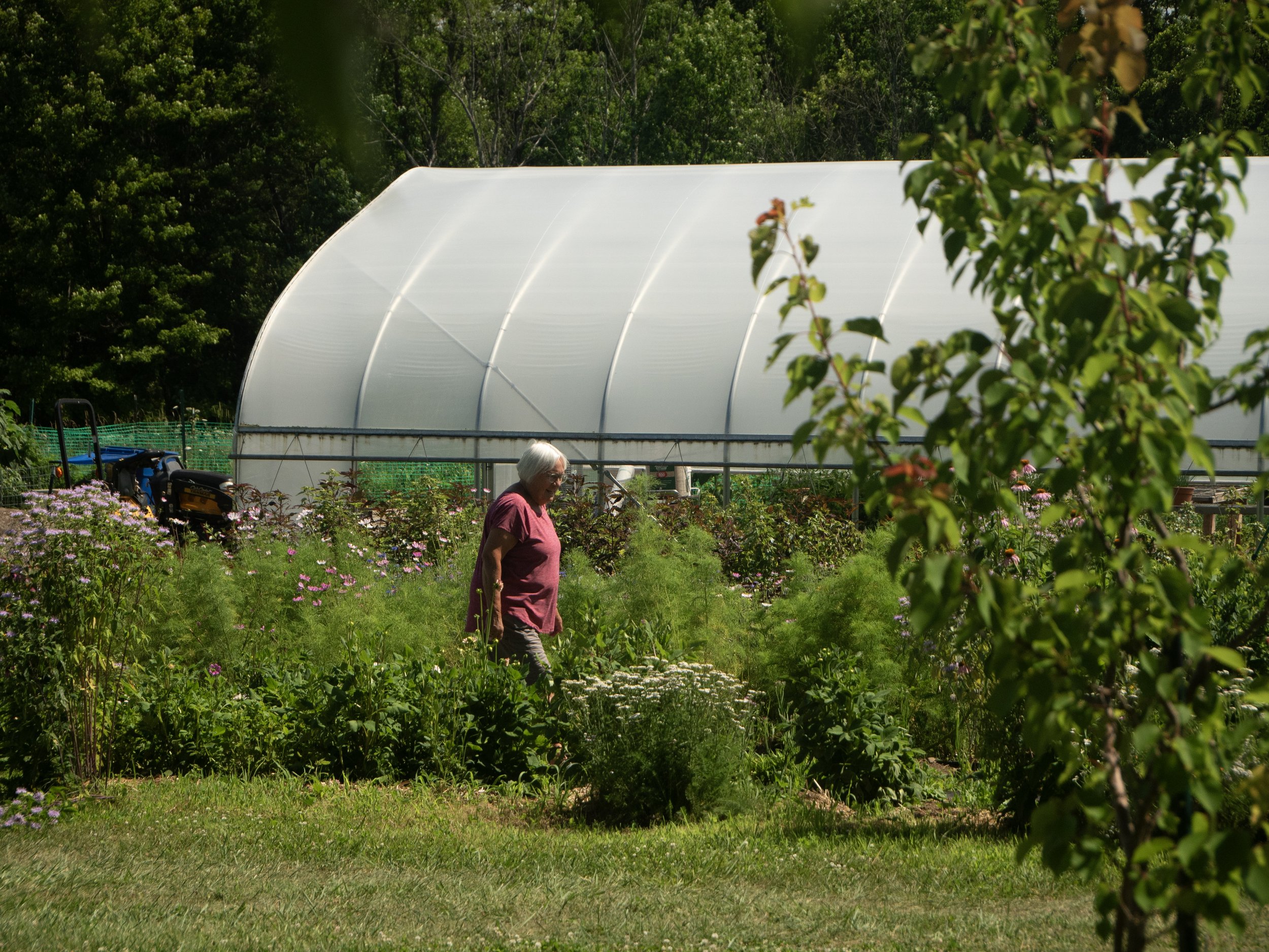 465-P1060057 An elderly person walking through a vibrant garden filled with various plants and flowers, with a greenhouse in the background.