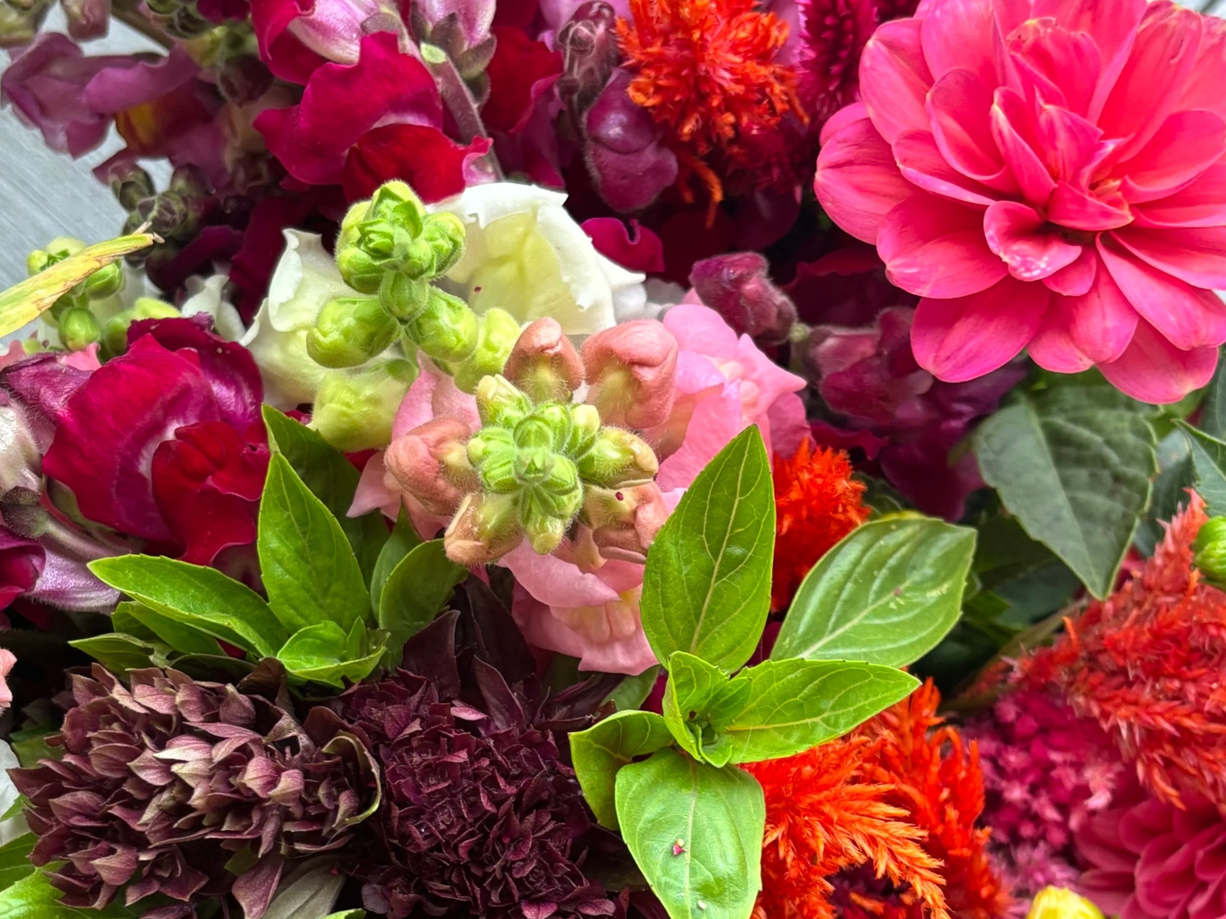 Sunny+Hunny+Farms,+New+York+-+IMG_0919 Vibrant bouquet featuring a mix of colorful flowers including snapdragons, dahlias, and ornamental grasses, complemented by lush green foliage, perfect for floral arrangements and garden inspiration.